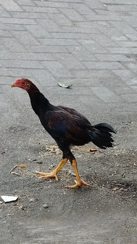 Activity of chickens walking Stock Footage 289932777