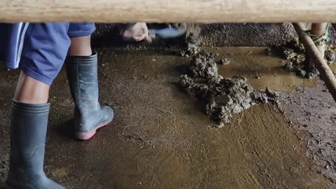 Activity of cleaning the pen Stock Footage 293751913