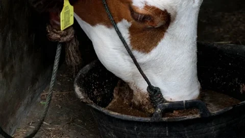 Activity of cows eating concentrate Stock Footage 238975765