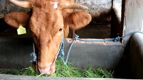 The activity of cows in the pen is eating Stock-Footage 237789977