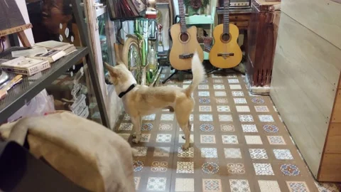 Activity of a dog looking through the glass and wanting to get out of the room Stock-Footage 234148705