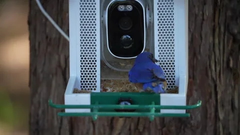Activity at the Feeder Stock Footage 335318577