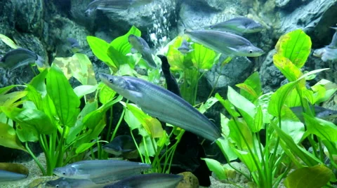 Activity of fishes Stock Footage 58930182