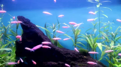 Activity of fishes Stock Footage 58930218