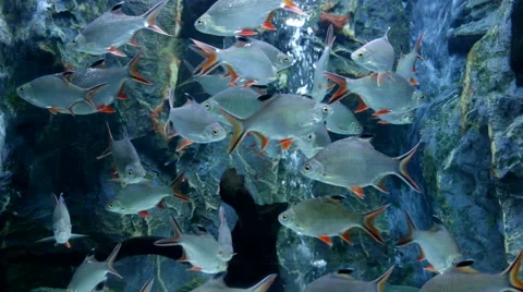 Activity of fishes Stock Footage 58930297