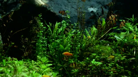 Activity of fishes Stock Footage 58930298