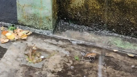 Activity of a frog jumping in stagnant water Stock Footage 289932745