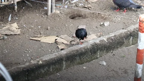 The activity of a pigeon in front of the cage during the day Stock-Footage 237486335