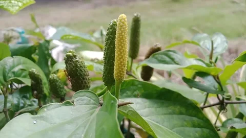 The activity of Rangrang ants is on the green and yellow Javanese chilies Stock Footage 170716603