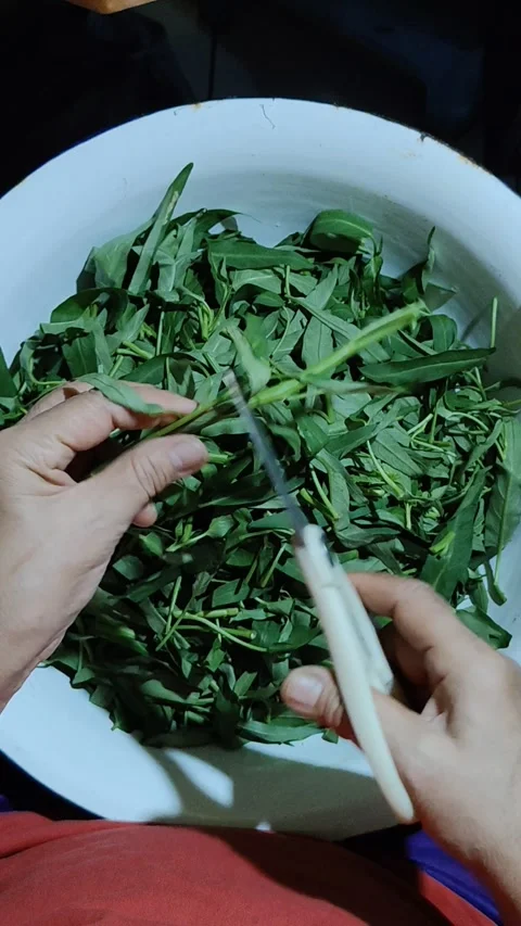 Activity of separating the leaves and stems Stock Footage 307473195