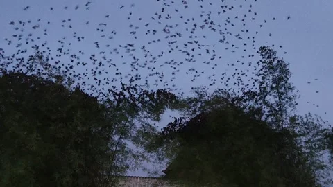 The activity of several birds Stock Footage 287832297