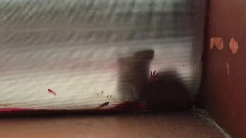 Activity of small mice from behind the window Stock Footage 313375792