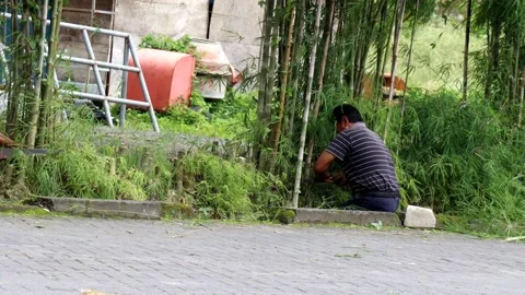 The activity of some people cutting trees Stock-Footage 233347718
