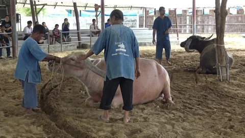 Actor show  white buffalo smile to tourist in Thai buffalo conservation village. Stock Footage 74089744