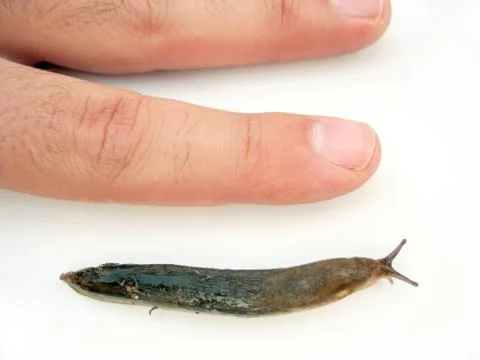 Actual Size Slug Stock Photos