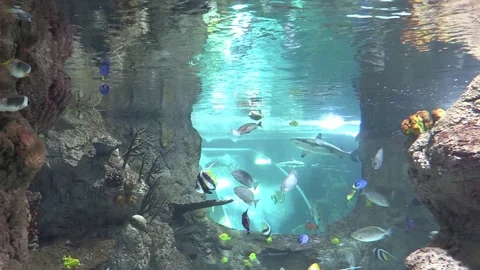 Acuario Stock Footage 107087053