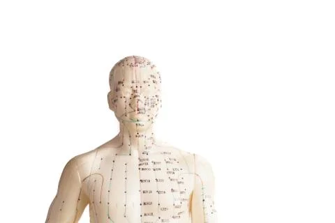 Acupuncture model of human Stock Photos