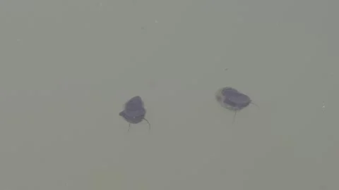 Acute Bladder Snails found in the lake water Stock Footage 314608735