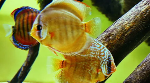 Acvarium fish Stock Footage 55573504