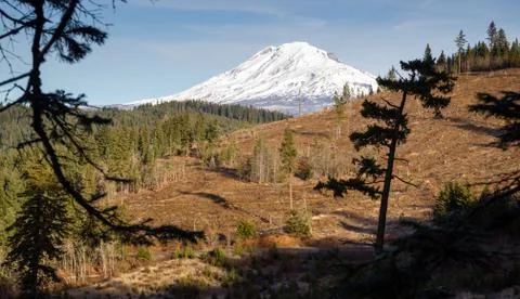 Adams forest clear cut logging slash land devastation deforestation Stock Photos