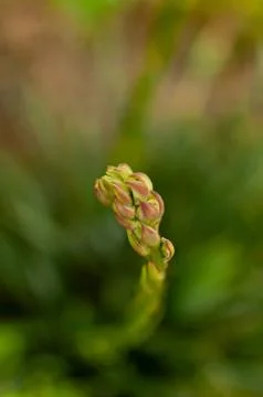 Adam's Needle bud. Fotos de archivo