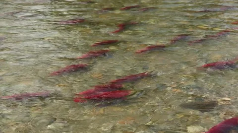 Adams River Spawning Sockeye Salmon Stock Footage