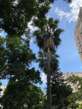 Adana Trees Stock Photos