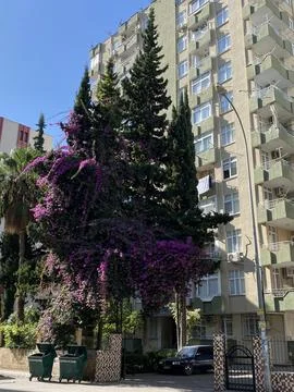 Adana Trees Stock Photos