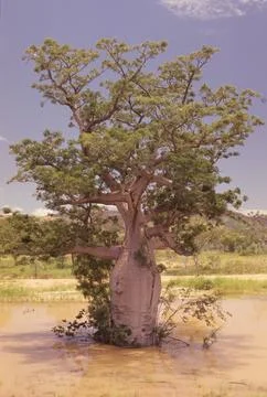 Adansonia gregorii Stock Photos