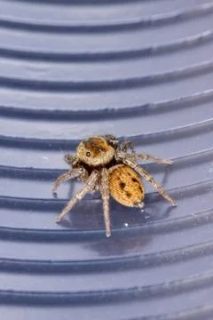 Adanson's House Jumping Spider Foto stock