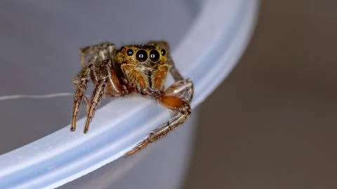 Adanson's House Jumping Spider Stock Photos
