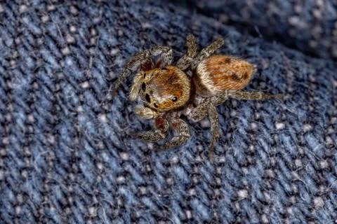 Adanson's House Jumping Spider Stock Photos