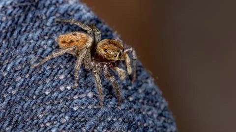 Adanson's House Jumping Spider Stock Photos