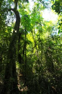 Adaptation of large trees to receive light in jungle Stock Photos