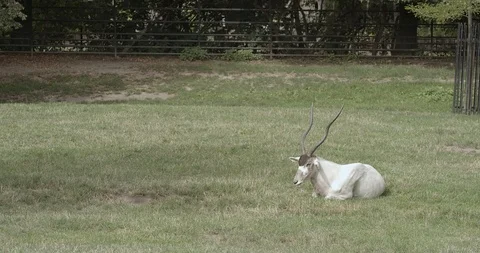 Adax / antelope 50fps Stock Footage 114310019