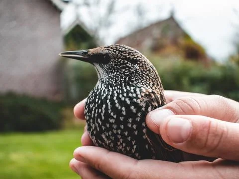 Adazed starling in hands Stock Photos