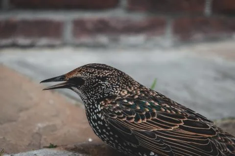 Adazed starling in hands Stock Photos