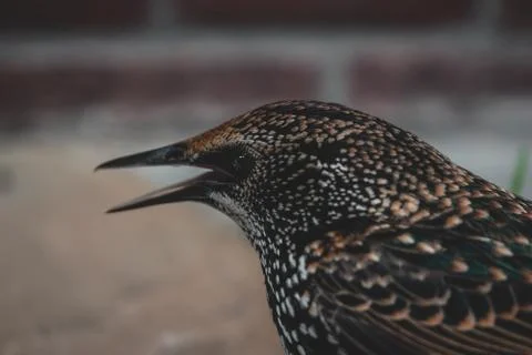 Adazed starling in hands Stock-Fotos