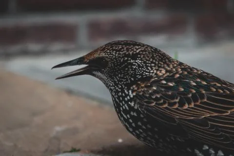 Adazed starling in hands Stock Photos