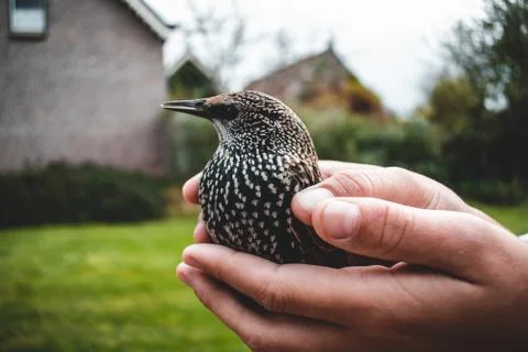 Adazed starling in hands Stock Photos