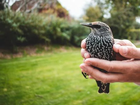 Adazed starling in hands Stock Photos
