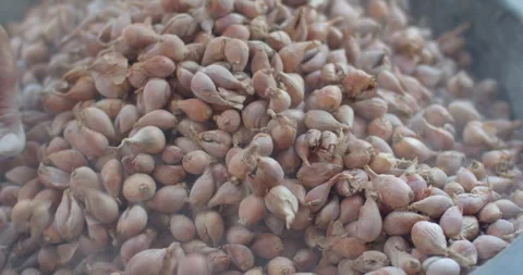 Add lime to the onions to improve the soil to a neutral pH level. Stock Footage 317331503