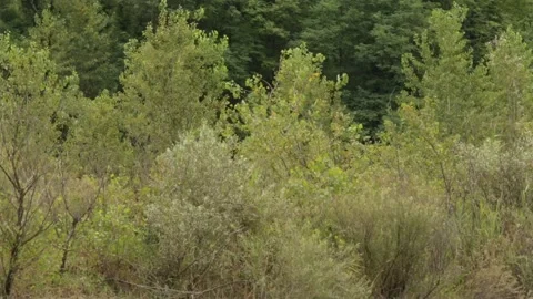 Adda park Stock Footage 137733922