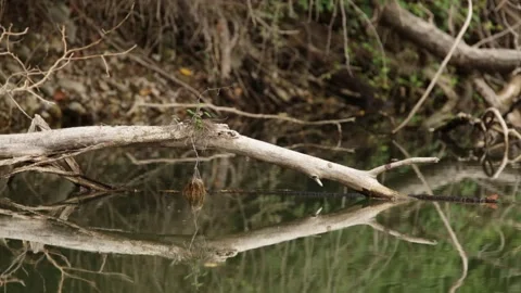 Adda park Stock Footage 137734891