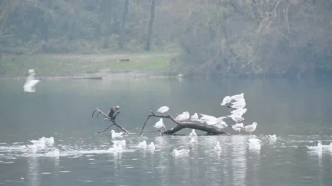 Adda river in Trezzo, Milan. Stock Footage 168064845