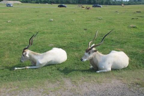 Addax Antelope 写真素材