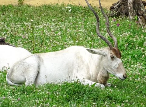 An Addax antelope resting on the grass during the summer. Addax nasomaculatus Photos