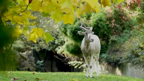 Addax looking in different directions and waving his tail Stock Footage 236389119