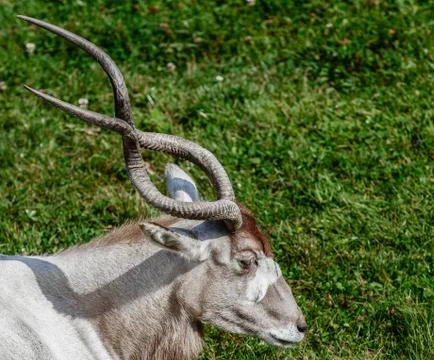 Addax Stock Photos