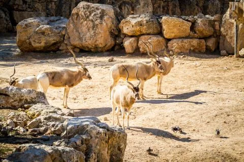 The Addax white antelope in Jerusalem Biblical Zoo, Israel Foto stock